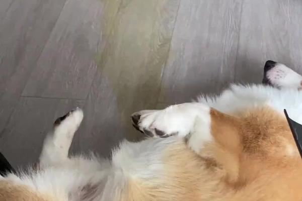 狗子蠢的表现，有以下6点