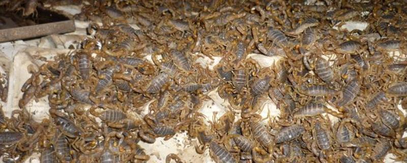 怎么养野生蝎子，每天要定时喂食