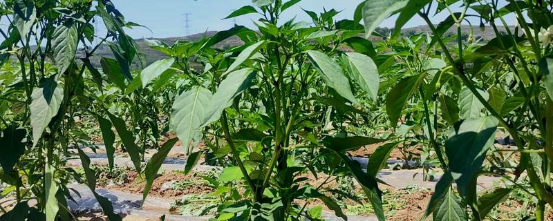 辣椒的高度能达到多少，株高可以长到40-80厘米左右