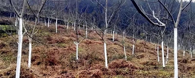 核桃树入冬前如何管理，可施加复合肥