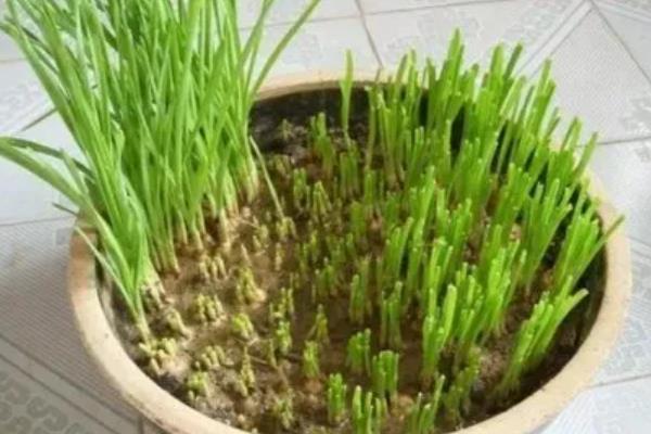 蒜苗生长需要什么肥料，可以施尿素和粪水肥