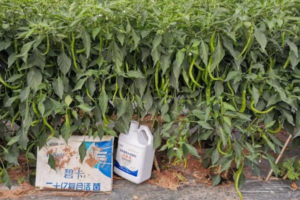 辣椒的高度能达到多少，株高可以长到40-80厘米左右