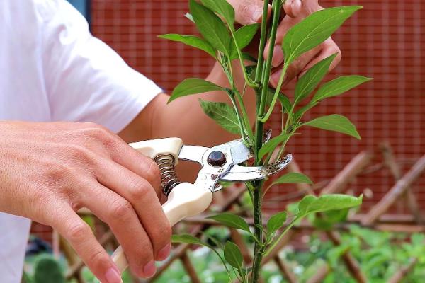 辣椒的高度能达到多少，株高可以长到40-80厘米左右