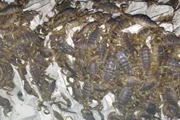 怎么养野生蝎子，每天要定时喂食