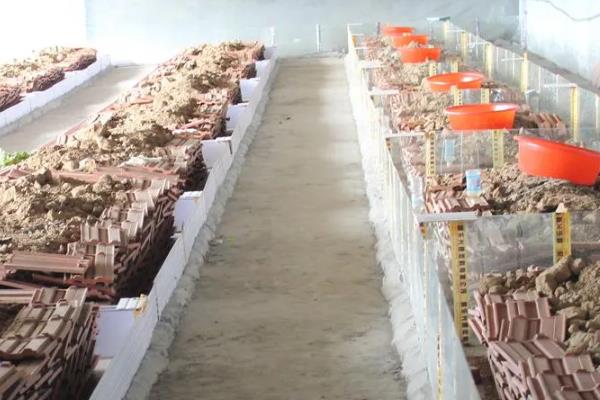 怎么养野生蝎子，每天要定时喂食