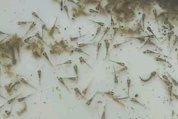 沙塘鳢怎么养殖，鱼苗阶段每天投喂1-2次