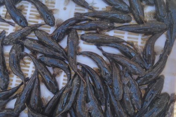 沙塘鳢怎么养殖，鱼苗阶段每天投喂1-2次