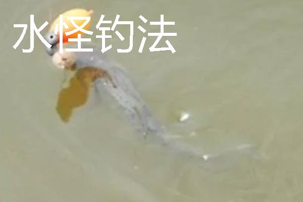 野钓鲢鳙用哪种鱼竿，推荐综合竿、鲤鱼竿等