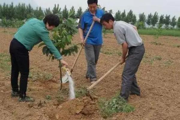 核桃树入冬前如何管理，可施加复合肥