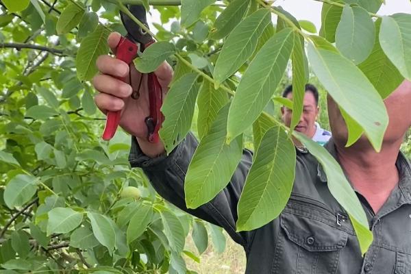 核桃树入冬前如何管理，可施加复合肥