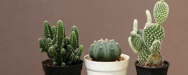 仙人掌有哪些花语，代表坚强刚毅、自强不息等含义