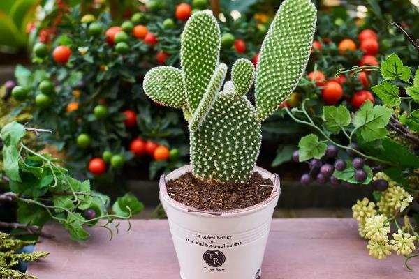 仙人掌有哪些花语,代表坚强刚毅、自强不息等含义