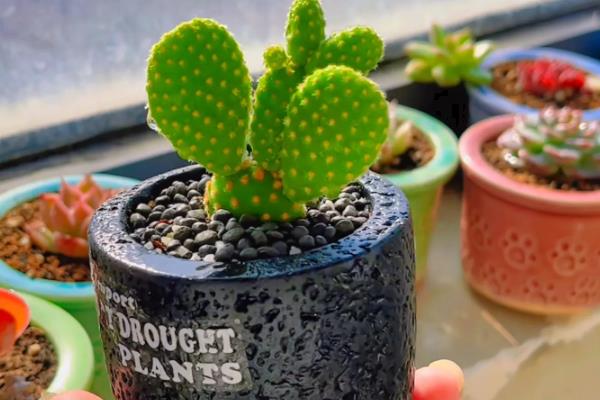 仙人掌有哪些花语,代表坚强刚毅、自强不息等含义