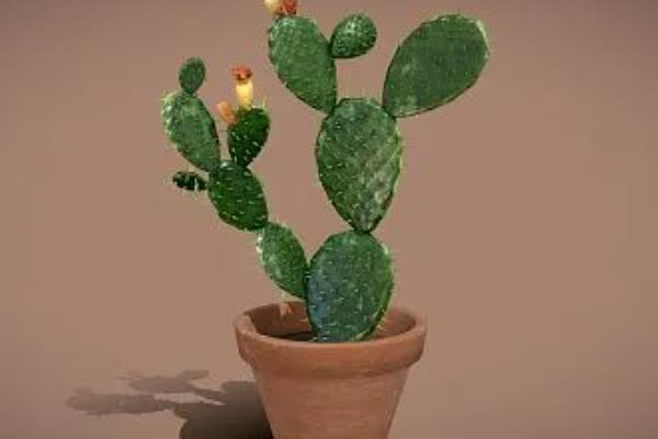 仙人掌有哪些花语,代表坚强刚毅、自强不息等含义