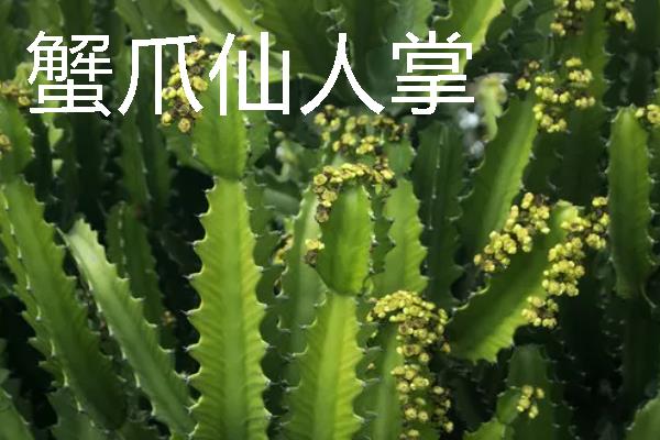 仙人掌有哪些花语,代表坚强刚毅、自强不息等含义
