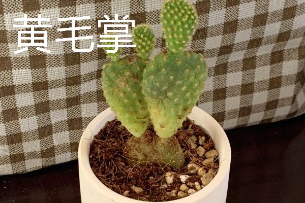 仙人掌有哪些花语,代表坚强刚毅、自强不息等含义