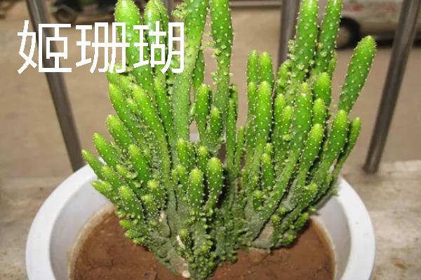 仙人掌有哪些花语,代表坚强刚毅、自强不息等含义