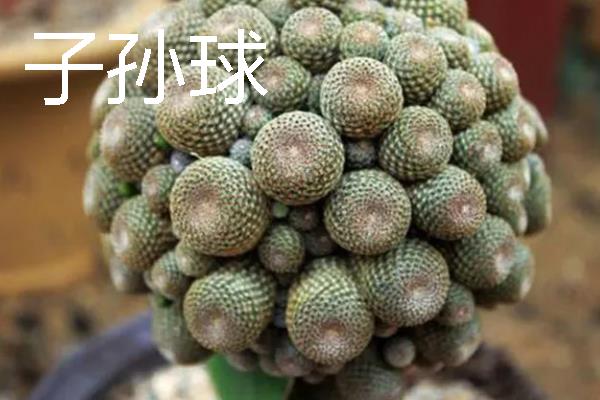 仙人掌有哪些花语,代表坚强刚毅、自强不息等含义