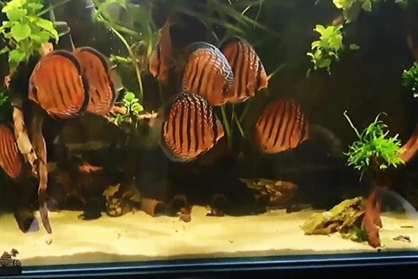 小七彩神仙鱼怎么养，初入缸时三天之内不可以喂食