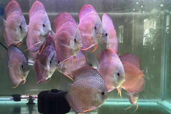 小七彩神仙鱼怎么养，初入缸时三天之内不可以喂食