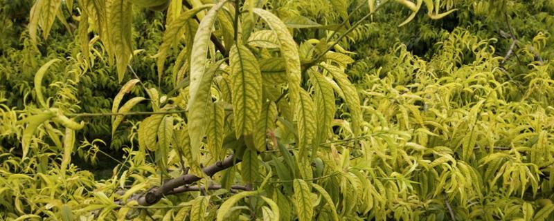桃树叶发黄用哪种药物，可喷洒硫酸亚铁、柠檬酸铁等