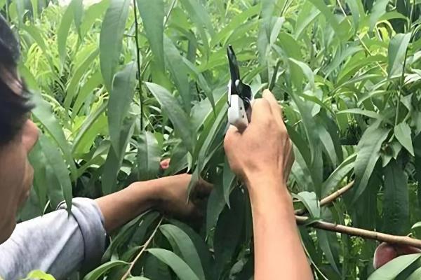 桃树叶发黄用哪种药物，可喷洒硫酸亚铁、柠檬酸铁等