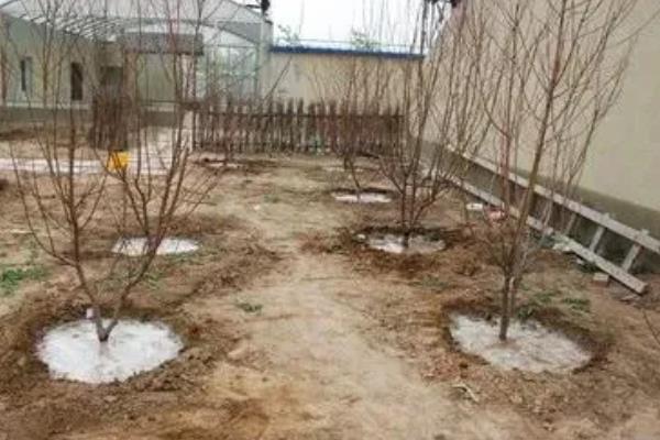 桃树叶发黄用哪种药物，可喷洒硫酸亚铁、柠檬酸铁等