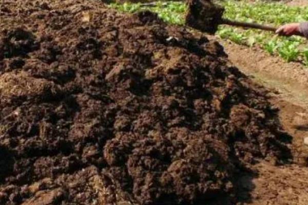 猪粪晒干后能不能用来养花，发酵时会释放热量灼伤根系