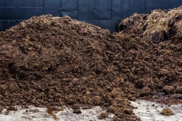 猪粪晒干后能不能用来养花，发酵时会释放热量灼伤根系