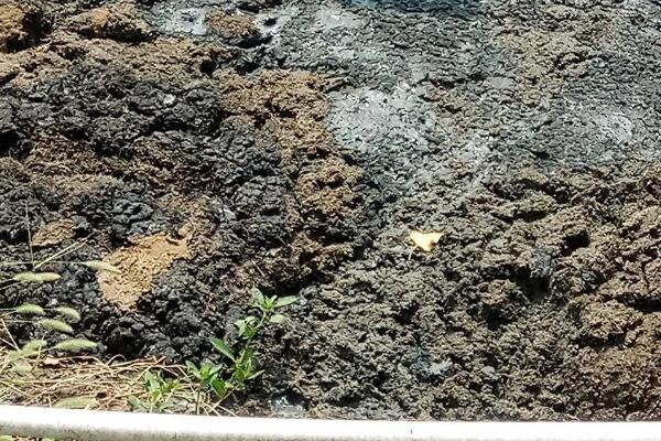 猪粪晒干后能不能用来养花，发酵时会释放热量灼伤根系