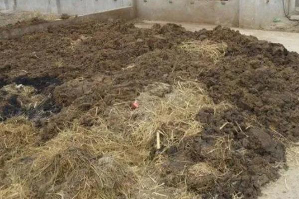猪粪晒干后能不能用来养花，发酵时会释放热量灼伤根系