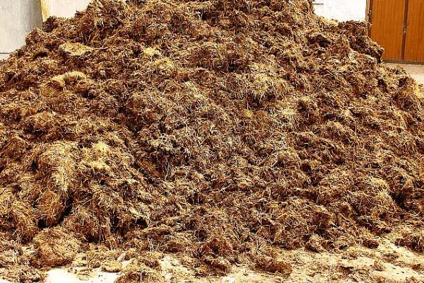 猪粪晒干后能不能用来养花，发酵时会释放热量灼伤根系