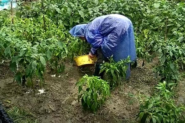 怎样种辣椒结果又多又大，需合理倒茬