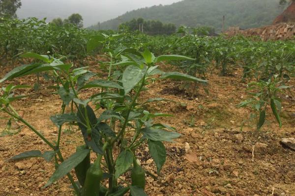 怎样种辣椒结果又多又大，需合理倒茬