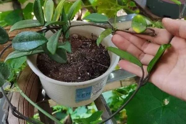 球兰的养殖方法，生长旺期每隔15-20天追肥一次