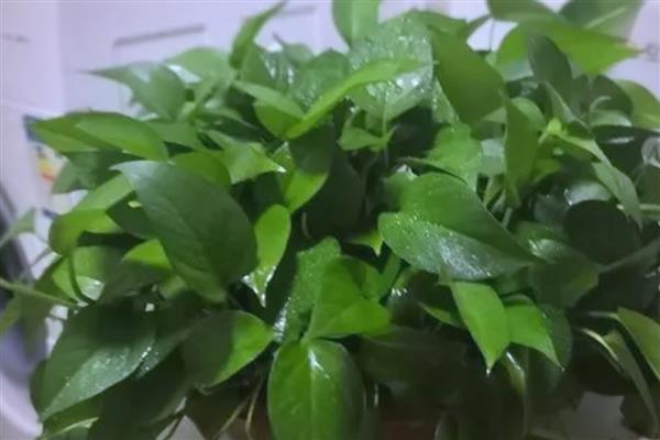 让绿萝牵藤的方法，平时要养在通风且阳光充足的位置