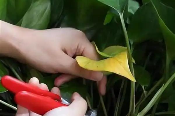 让绿萝牵藤的方法，平时要养在通风且阳光充足的位置