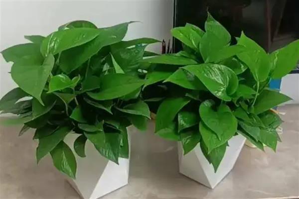 让绿萝牵藤的方法，平时要养在通风且阳光充足的位置