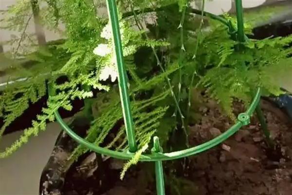 为什么文竹长藤，文竹是属藤科植物