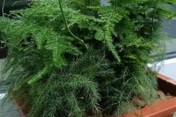 为什么文竹长藤，文竹是属藤科植物