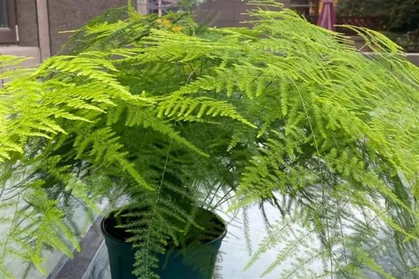 为什么文竹长藤，文竹是属藤科植物