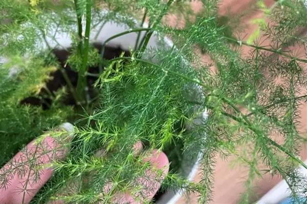 为什么文竹长藤，文竹是属藤科植物