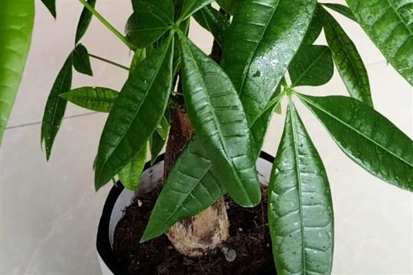 发财树小盆栽如何养，选择土质比较松软的土壤