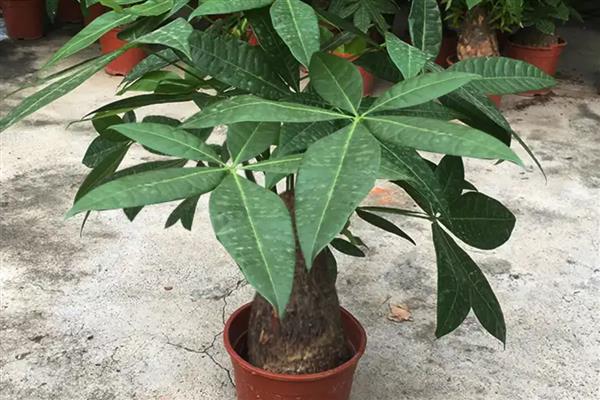 发财树小盆栽如何养，选择土质比较松软的土壤