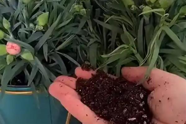 让康乃馨的花苞立刻开放的方法，提供充足的光照有利于加快开放速度