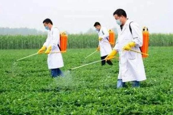 花生从发芽到开花需要多久，大概需要5-8天左右