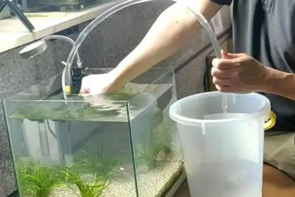 鱼缸里面的鱼为什么聚堆，主要是水质差、不适应环境、缺少溶氧造成