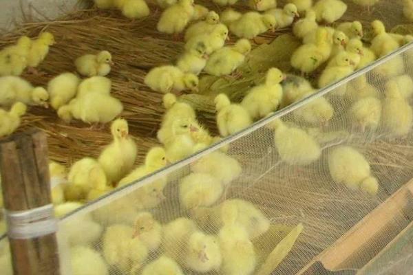 雏鹅冬天怎样养好，需控制好饲养密度