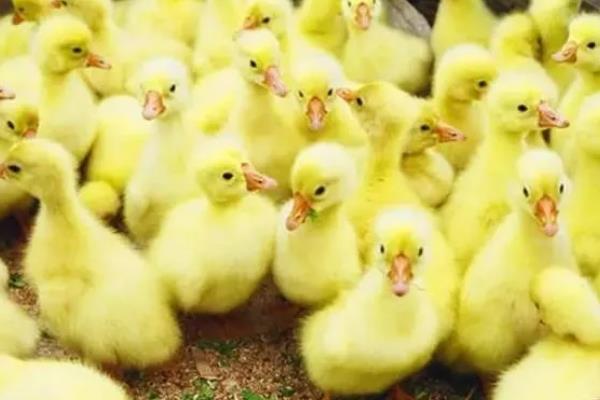 雏鹅冬天怎样养好，需控制好饲养密度