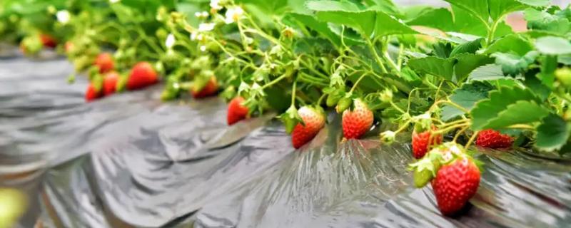 草莓何时上市，一般在1-3月份和6-8月份上市
